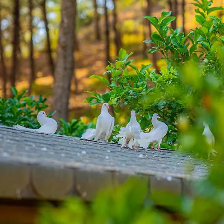 ホテル Kairos Valley Wellness & Longevity *