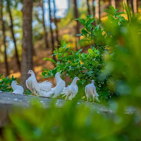 ホテル Kairos Valley Wellness & Longevity ダッチャ