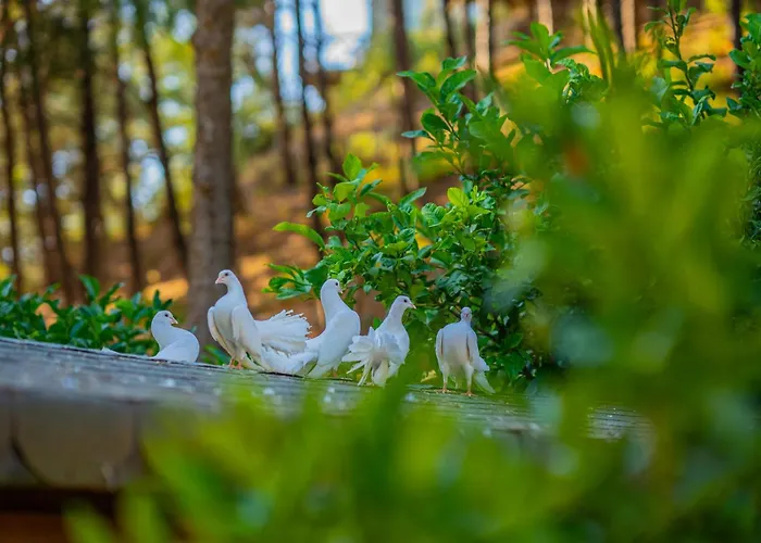 Hotel Kairos Valley Wellness & Longevity Datça