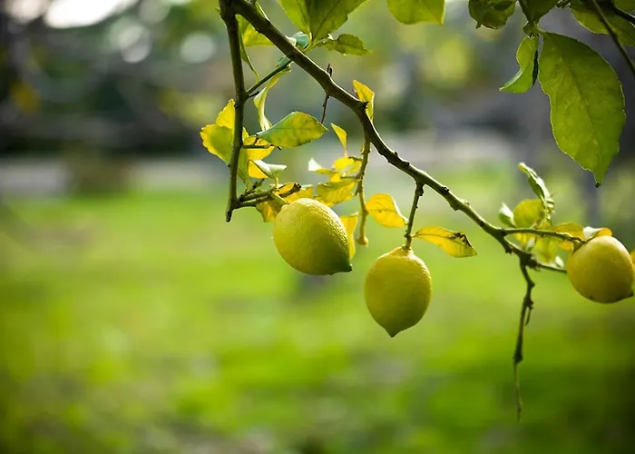 Kairos Valley Wellness & Longevity Hotel Datça