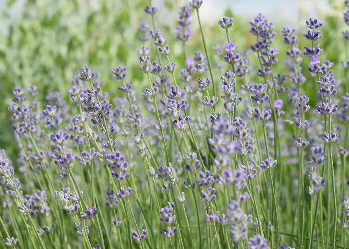 Kairos Valley Wellness & Longevity *